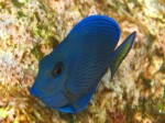 cieloestrellas reef29 (Custom) (Large).jpg